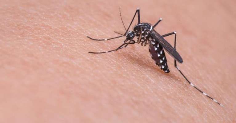 CDC Soroti Zika di Bali, Kenali Gejala hingga Bahayanya bagi Ibu Hamil