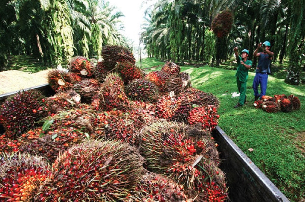Petani Sawit Soroti Aturan Ekspor Komoditas Sumber Daya Alam, Ingatkan Transparansi