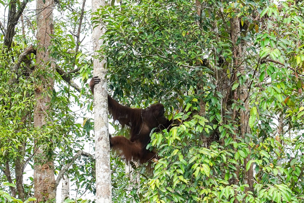 Lindungi Habitat Orang Utan, Pemerintah Siapkan Kawasan 87 Hektare di Kaltim