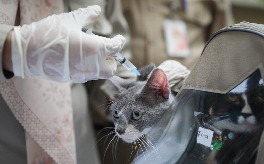 3.127 Hewan di Jakpus Divaksin Rabies: Kucing, Anjing hingga Musang