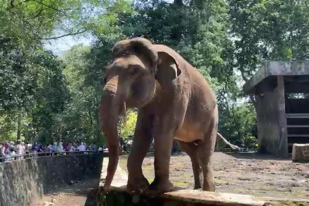 Libur Tahun Baru Islam, Taman Margasatwa Ragunan Diserbu 25.675 Pengunjung