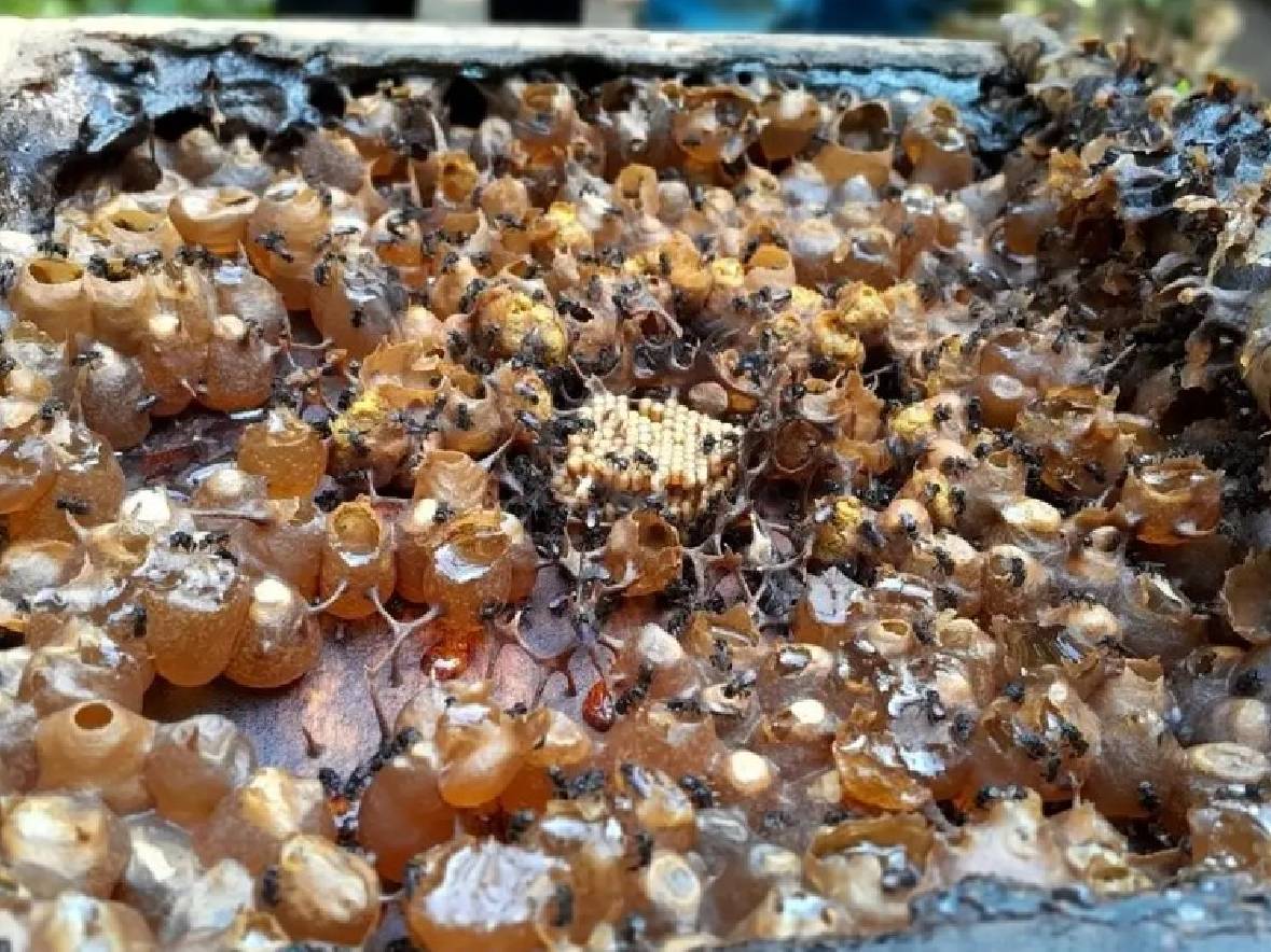 BRIN dan UGM Temukan Madu dengan Potensi Antikanker dari Yogyakarta dan Sumbawa