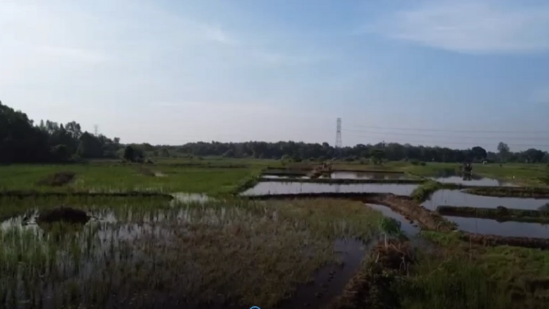 Tragis! Pemburu Burung di Muaro Jambi Ditemukan Tewas Tersambar Petir