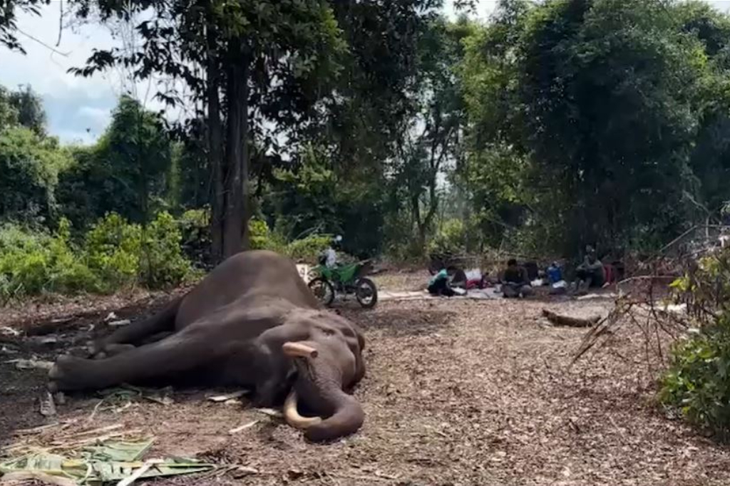 Gajah Mati di Taman Nasional Tesso Nilo, Penyebabnya Masih Diselidiki