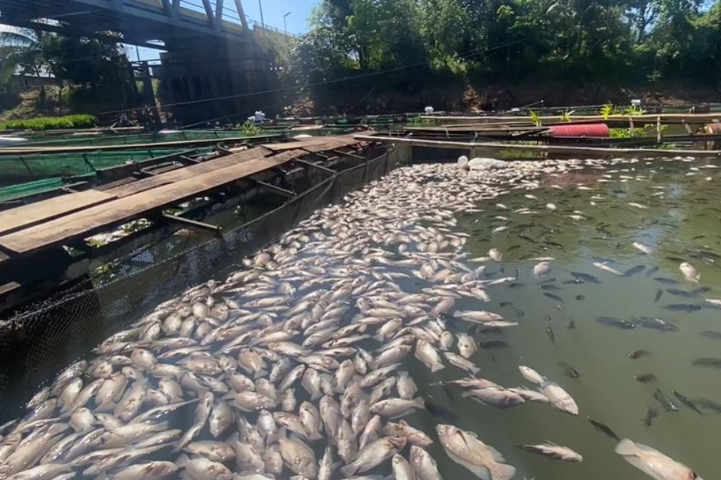 Ribuan Ikan Nila dan Bawal Mati Mendadak di Banjar Kalsel, Ada Apa?