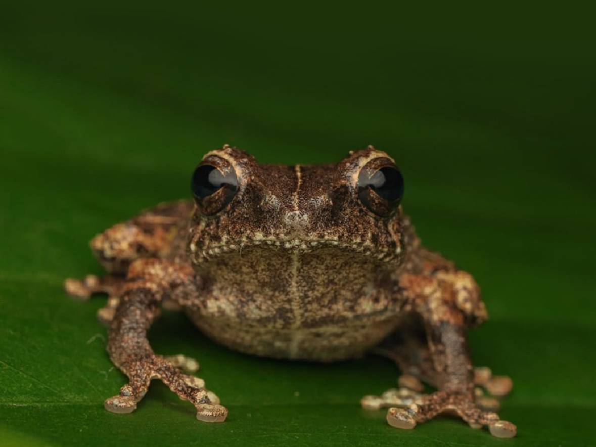 Ilmuwan BRIN Temukan Spesies Katak Baru, Hanya Hidup di Gunung Merapi
