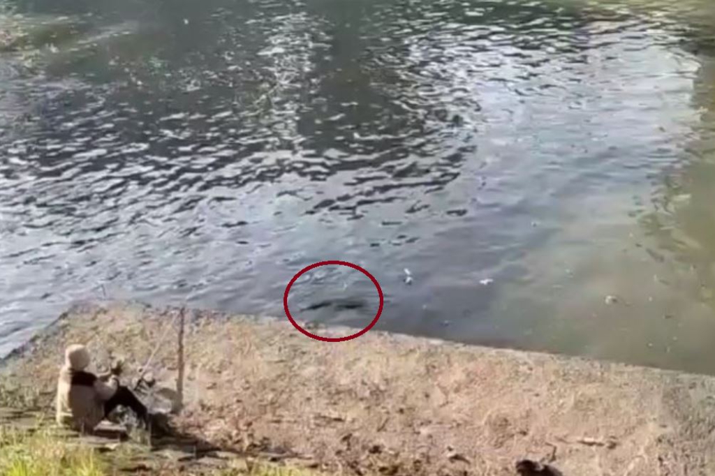 Video Viral Buaya 3 Meter Intai Pemancing di Sungai Jagir Surabaya