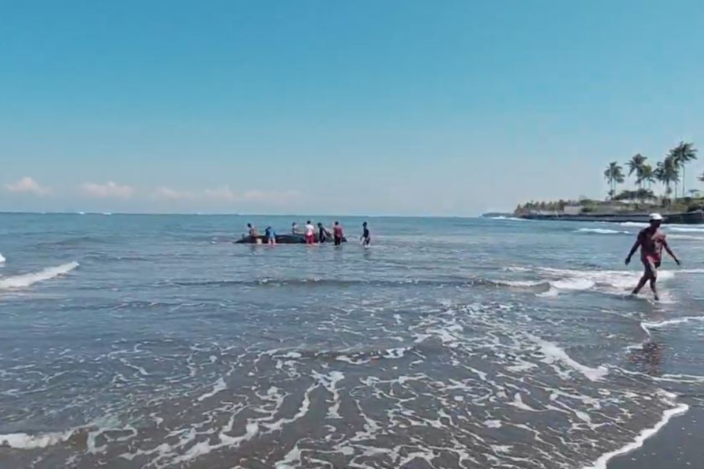 Paus Terdampar di Pantai Perancak Jembrana, Warga Berjibaku Evakuasi Dorong ke Laut