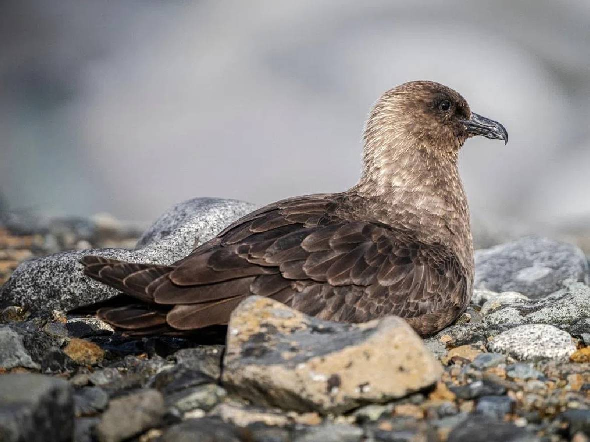 Perdana! Selandia Baru Konfirmasi Kasus Pertama Flu Burung H5N1