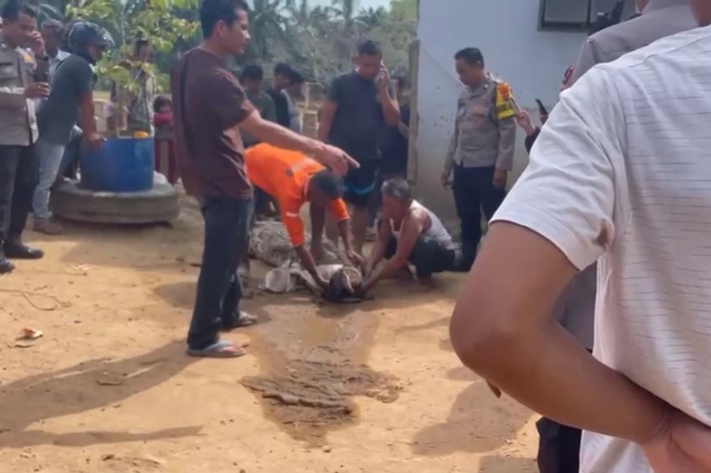 Menegangkan! Dikira Ikan Besar, Jaring Nelayan di Labusel Ternyata Menangkap Buaya 5 Meter