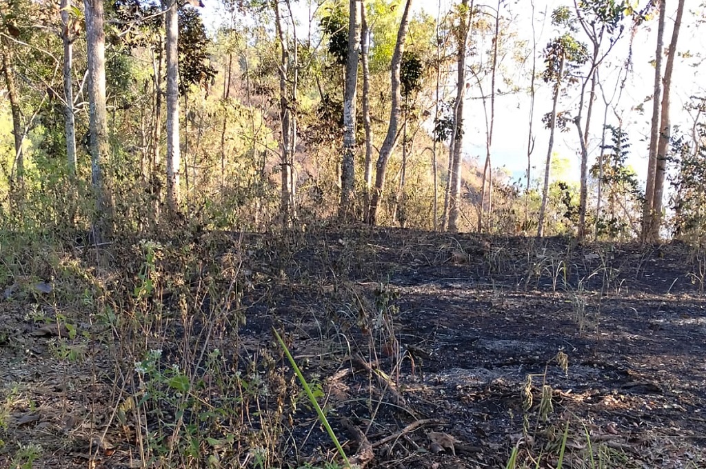 Kemarau Meluas, Karhutla Landa 4 Daerah di Jawa Timur