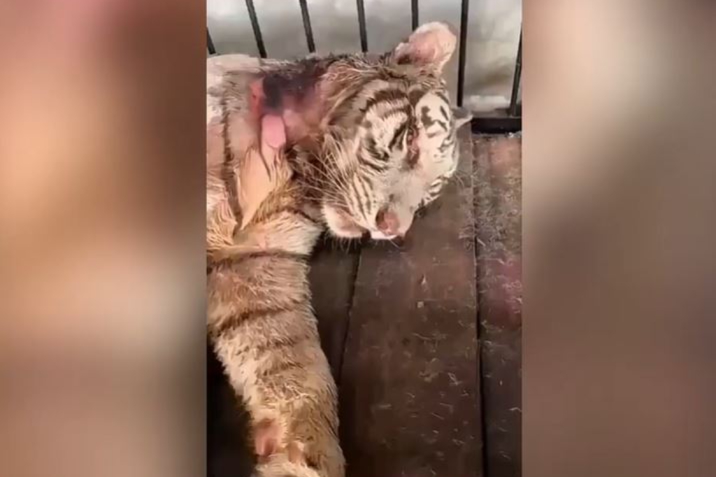 Harimau Putih Anggun Mati di Semarang Zoo, Pemkot Turun Tangan