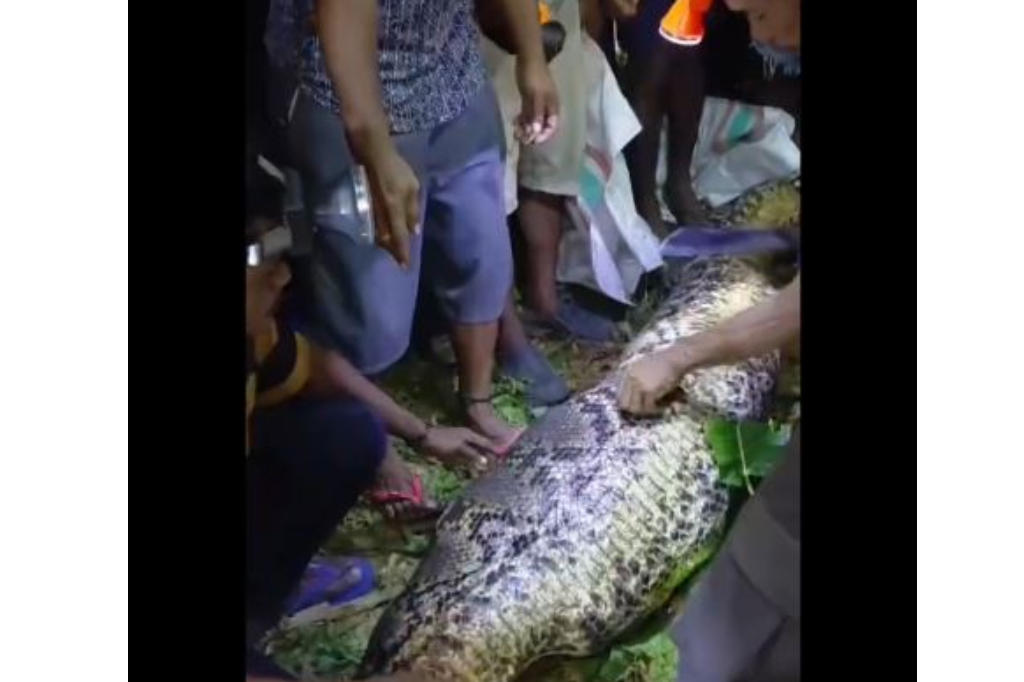 Ngeri! Warga Kepulauan Sula Ditemukan Tewas dalam Perut Ular Piton Raksasa