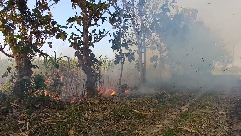 Kebakaran Perkebunan Tebu di Bondowoso, Kemarau dan Angin Kencang Picu Api Meluas