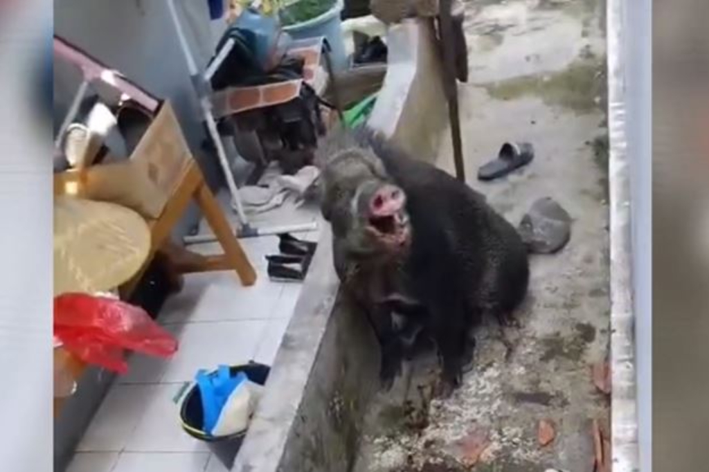 Heboh! 2 Babi Hutan Nyasar Masuk Permukiman di Kuningan, Warga Panik Berlarian