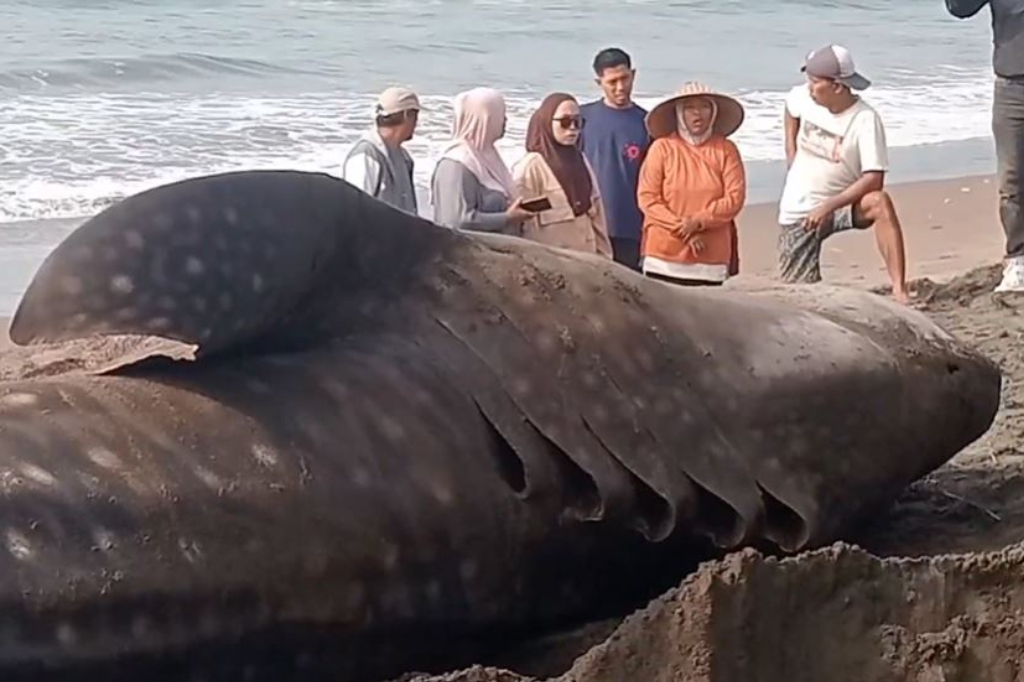 Hiu Tutul Raksasa Seberat 1,5 Ton Mati Terdampar di Batukaras Pangandaran