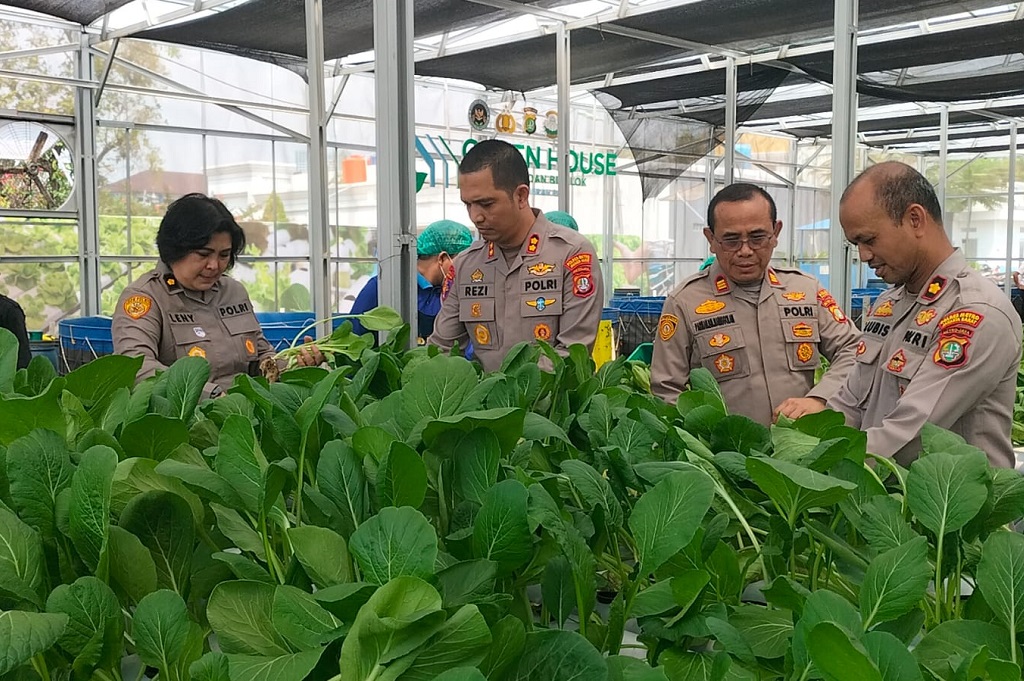 Polda Metro Jaya Panen 82 Kg Pakcoy, Pasok Bahan Baku Program MBG