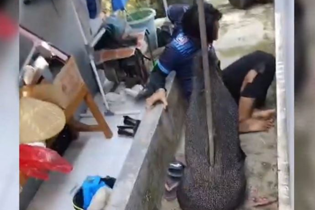 Heroik! Relawan SPPG di Kuningan Adang Amukan Babi Hutan demi Selamatkan Anak-Anak