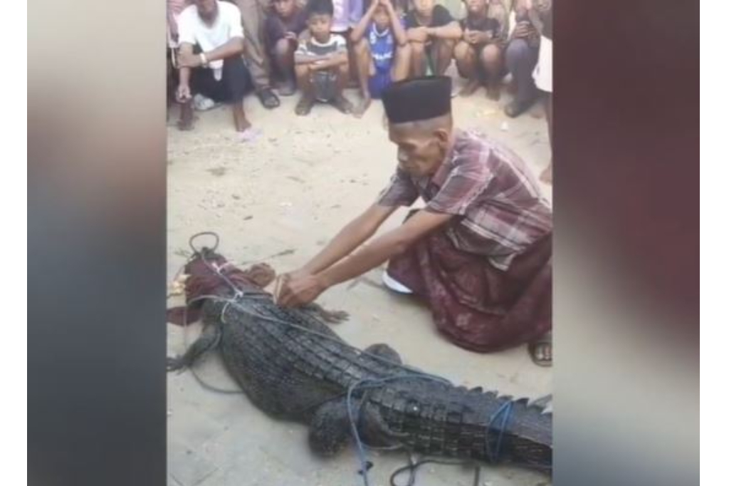 Buaya Hitam 3 Meter Terjerat Jaring di Kendari, Warga Gelar Ritual Adat Tolak Bala