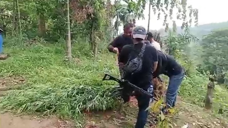 Ladang Ganja Ditemukan di Langkat, Tinggi Batang Pohon 2 Meter