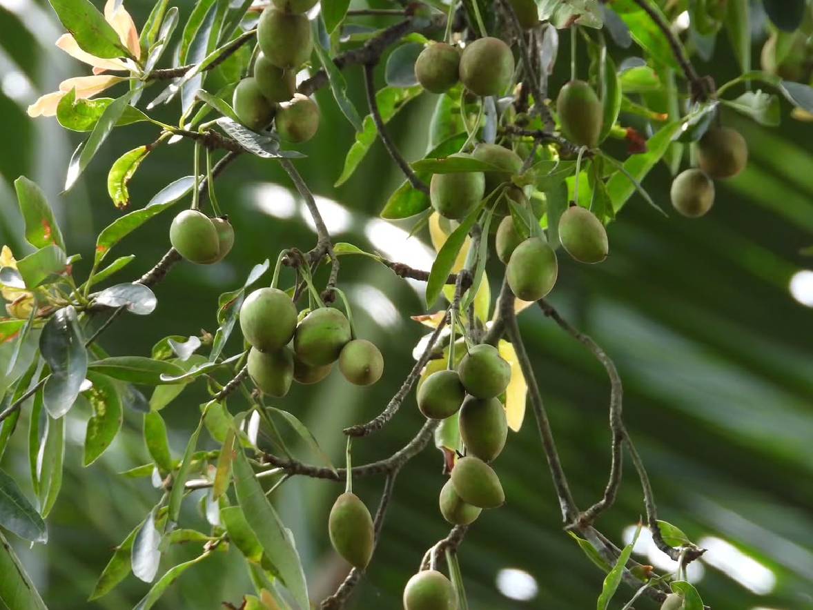 Tanaman Tamanu dari Sulawesi Ternyata Punya Senyawa Bioaktif untuk Kulit, Ini Fakta Ilmiahnya!