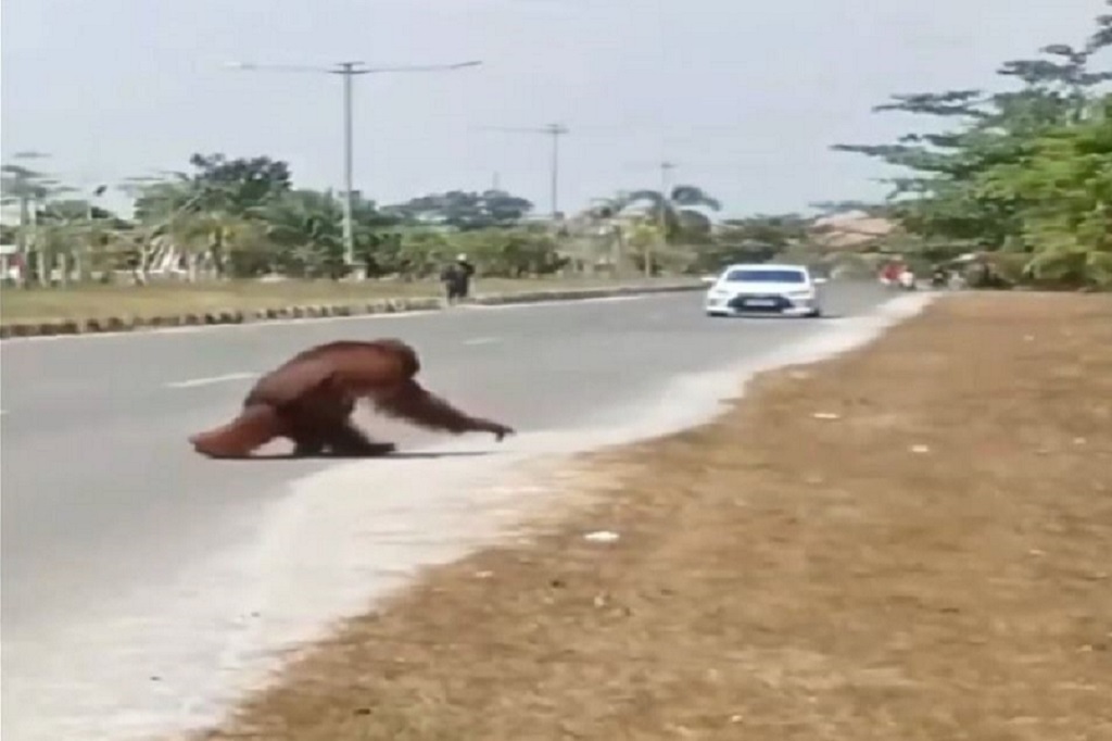 Viral Orangutan Masuk Perkantoran di Katingan, Diduga Kabur dari Hutan akibat Karhutla