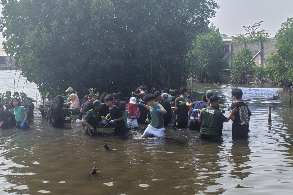 Ratusan Pelajar Antusias Ikut Tanam Mangrove dan Bersih Pantai di Marunda Jakut