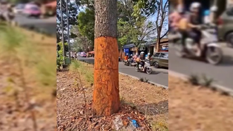 Viral! Belasan Pohon di Jalan Cikutra Bandung Dikuliti, Terancam Mati Perlahan