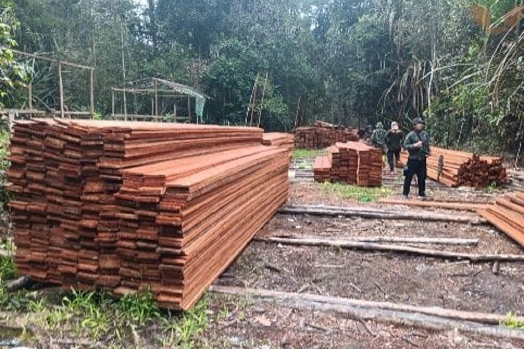 6 Pelaku Pembalakan Liar di Riau Ditangkap Kemenhut, Ancam Habitat Harimau