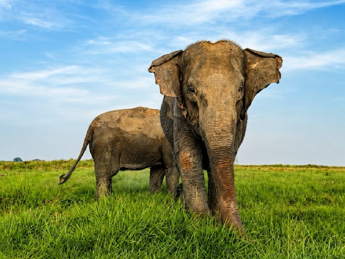 Kondisi Terkini Gajah Sumatra di Way Kambas saat Kebakaran Meluas, Selamat?