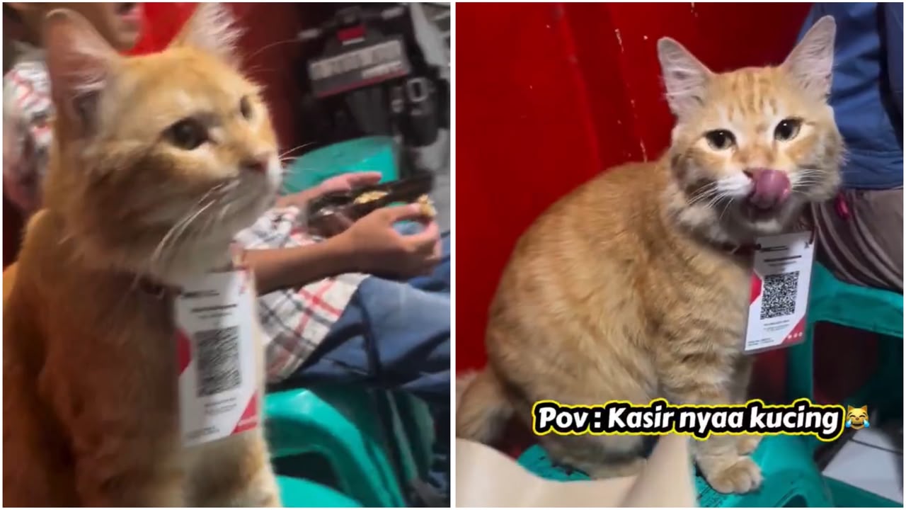 Video Viral Kucing Oren Jadi Kasir Warung Nasi Goreng, Namanya Prengki!  