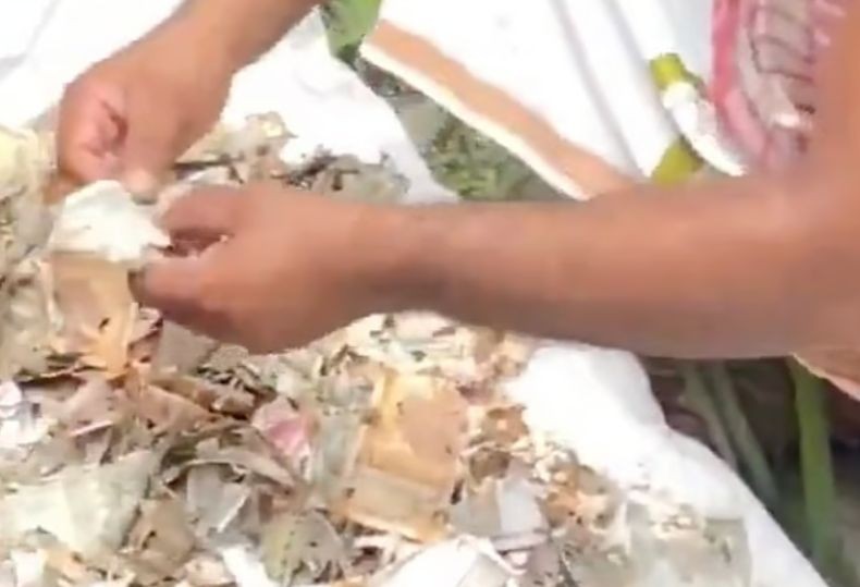 Duh! Uang Kertas Senilai Rp222 Juta Ditabung 9 Tahun Rusak Digerogoti Tikus