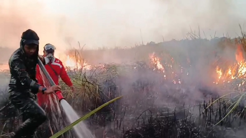 Api Kembali Muncul di Way Kambas, 6 Hektare Lahan Ilalang Terbakar