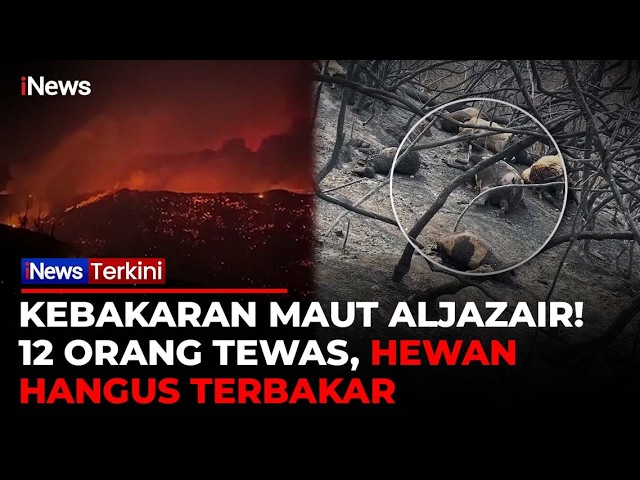 Aljazair Dilanda Kebakaran Hutan Mematikan, 12 Orang Tewas