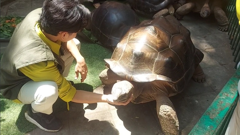 KBS Punya Koleksi Baru, 4 Kura-Kura Raksasa Aldabra Didatangkan dari Jepang