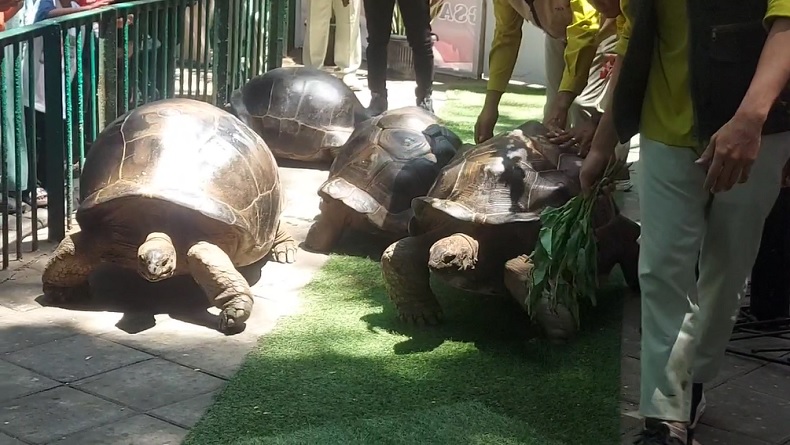 Penampakan 4 Kura-Kura Raksasa Aldabra di KBS, Bobot 100 Kg