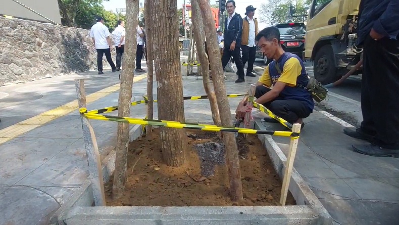 10 Pohon Kembali Ditanam di Lokasi Bekas Penebangan di Depan Sixnine Padel, Jenis Mahoni