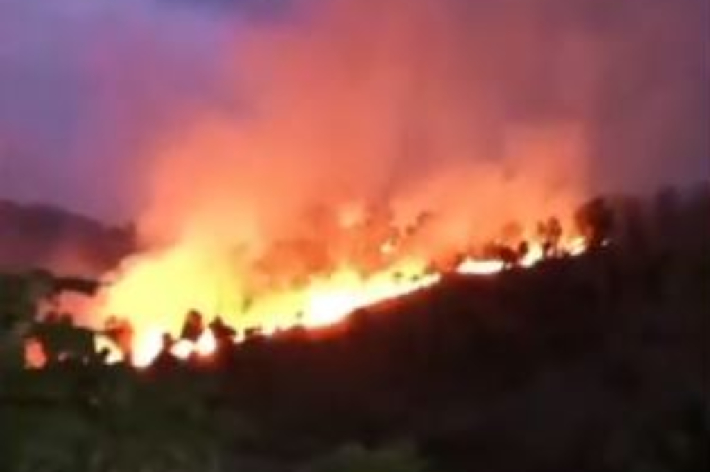 Kebakaran Hutan Kabuharan di Pinggir Jalur Pantura Situbondo, 4 Hektare Lahan Dilahap Api