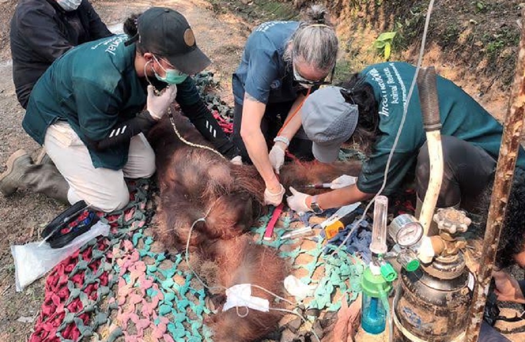 Orang Utan yang Sempat Viral Mati usai Ditemukan Kritis di Parit, Diduga Terpapar Asap Karhutla