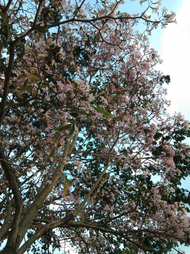 Tabebuya di Surabaya Berbunga, Mekar Seperti Bunga Sakura 