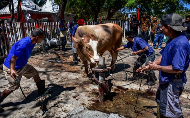 Doa Penyembelihan Qurban Beserta Artinya Lengkap dengan Tata Cara