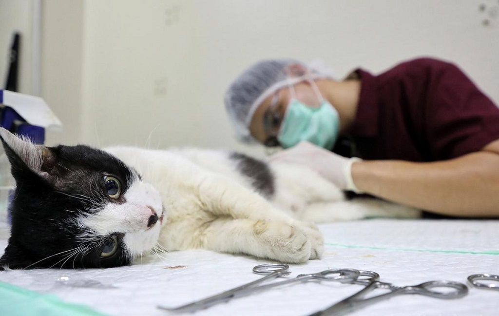 Pengendalian Populasi, 1.554 Kucing di Jakpus Disterilisasi
