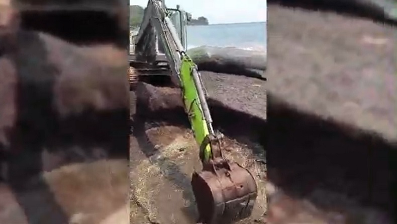 Paus Sperma 10 Meter Mati Terdampar di Pantai Afe Taduma, Evakuasi Kerahkan Alat Berat