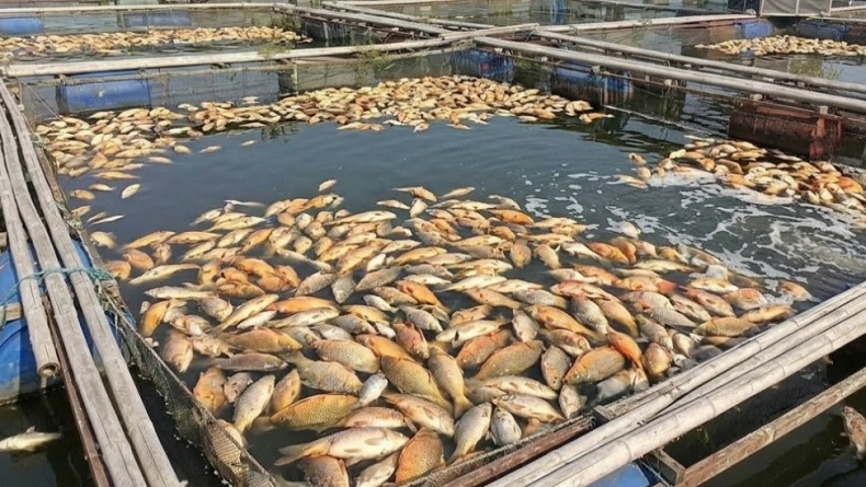 10 Ton Ikan Mati di Waduk Cirata Cianjur, Ternyata Ini Penyebabnya