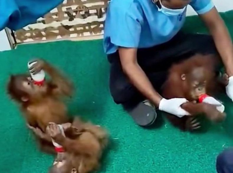 Heboh 5 Bayi Orang utan Telantar di Hutan India, Ternyata Diselundupkan dari Indonesia