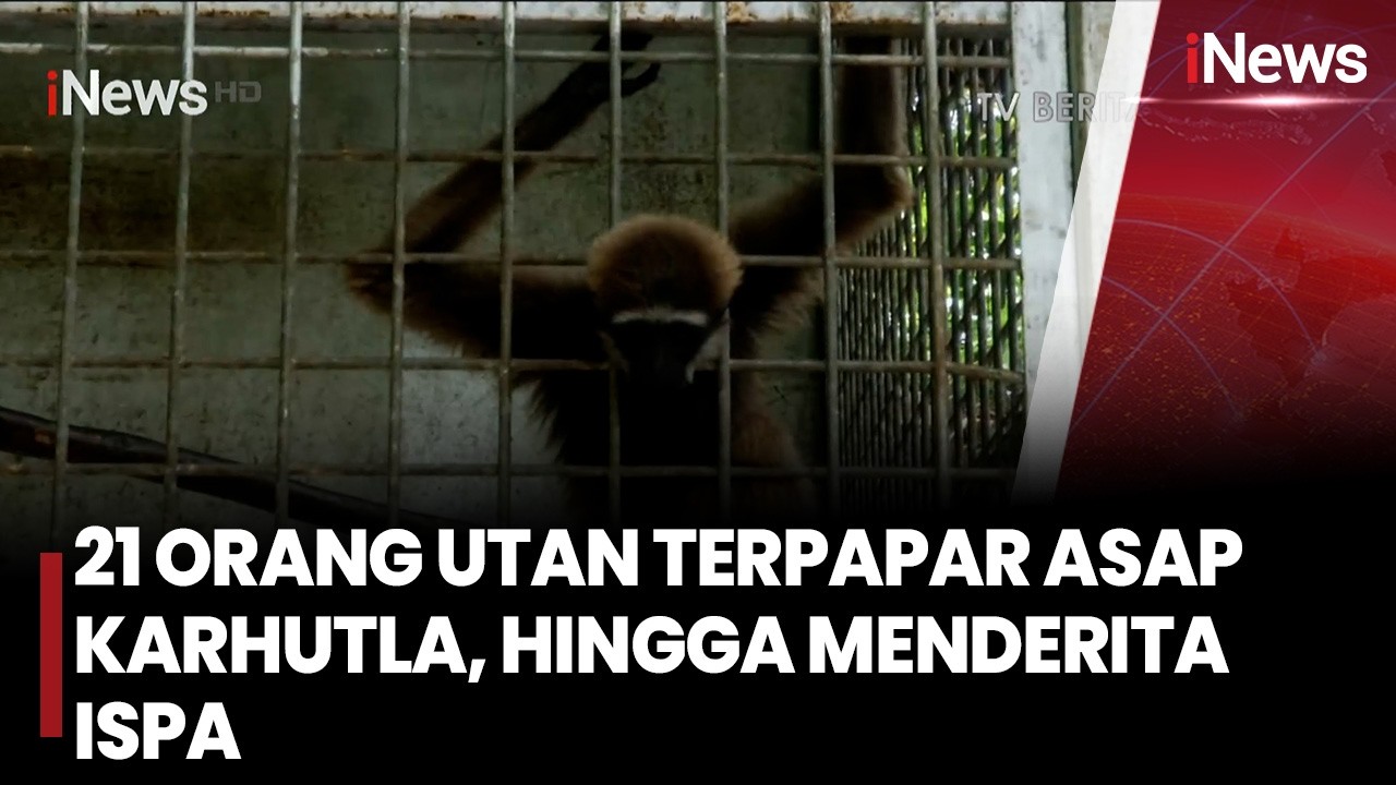 Dampak Buruk Asap Karhutla Kalimantan: 21 Orangutan Terserang ISPA hingga Mati Mengenaskan