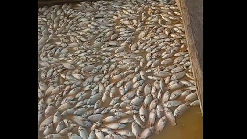 Ribuan Ikan Nila Mati Massal di Batanghari, Petani Rugi Puluhan Juta Rupiah
