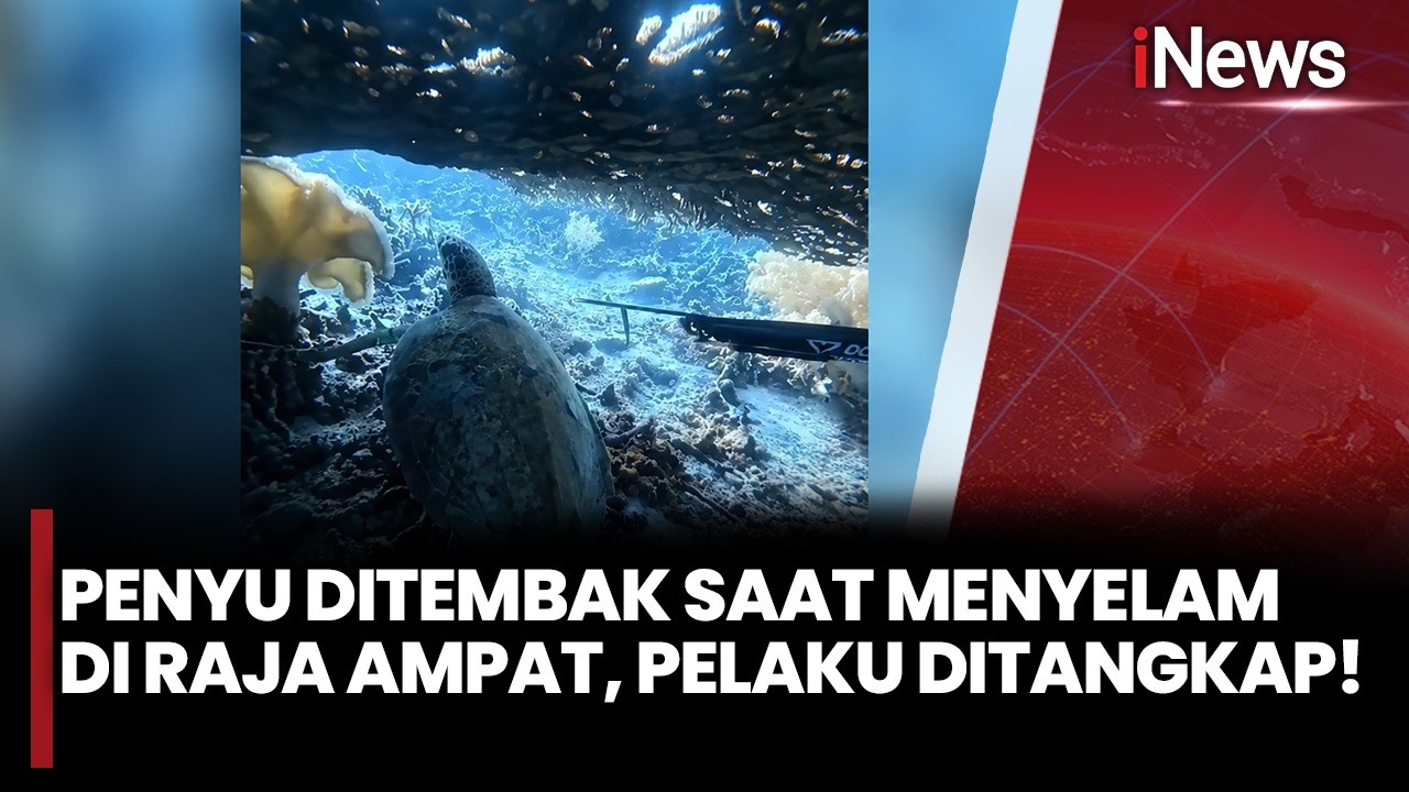 Sempat Coba Kabur ke Malaysia, WNA China Pemburu Penyu Sisik di Raja Ampat Ditangkap di Makassar