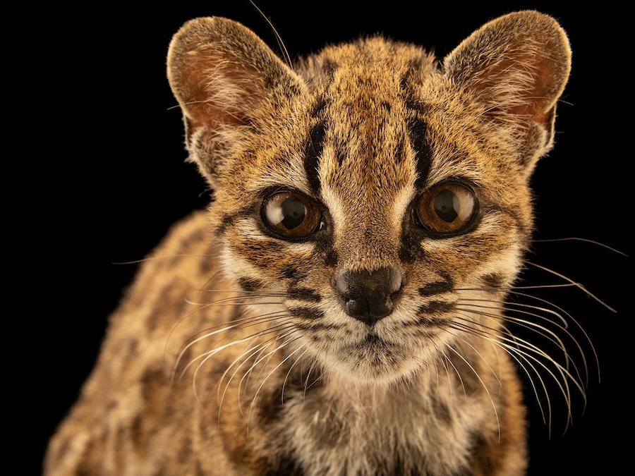Kucing Baru Ditemukan setelah 100 Tahun, Mirip Macan Tutul Mini