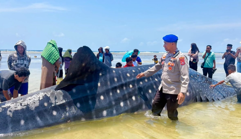 Penampakan Hiu Paus Raksasa 9 Meter Terdampar di Pantai Matahora Wakatobi
